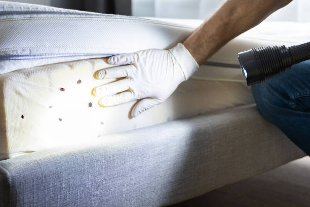 Best Local Pest Control Services  in Griggsvle, IL